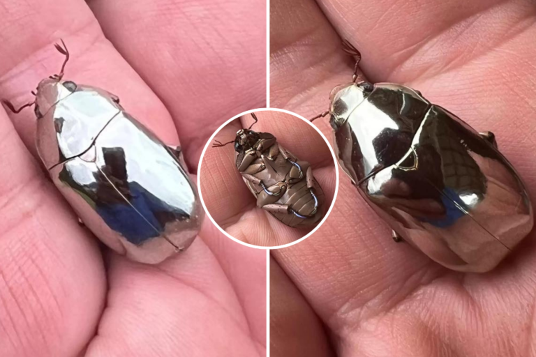Man Finds A Rare Beetle Too Beautiful To Be Real