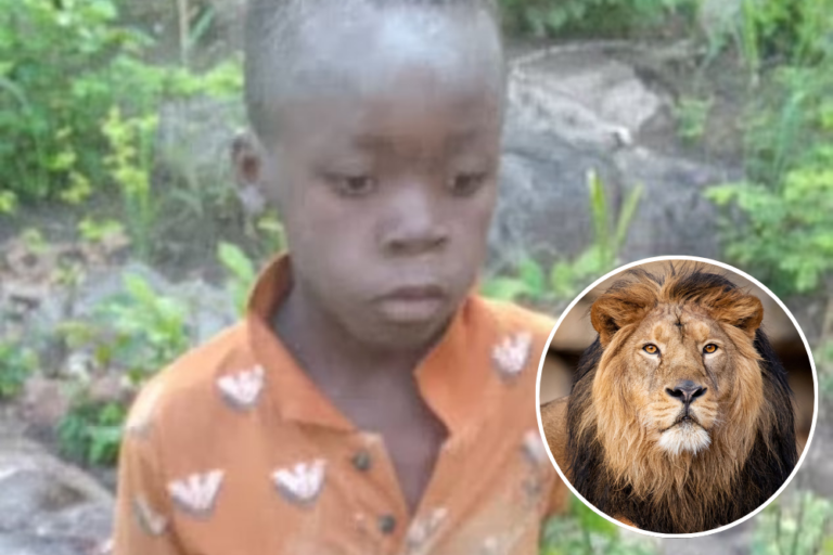 boy rescued from jungle with lions