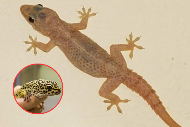 12 Fascinating Ways Geckos Protect Us and Enrich Human Lives